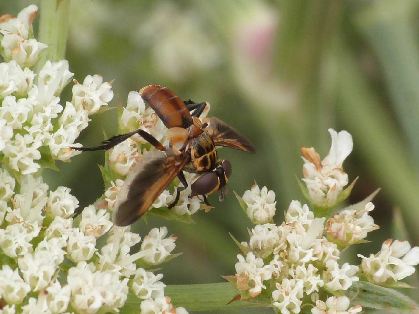 Trichopoda pictipennis